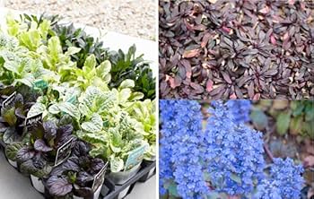 マロニエラポ　カット苗 1570398837.jpg?1652973832